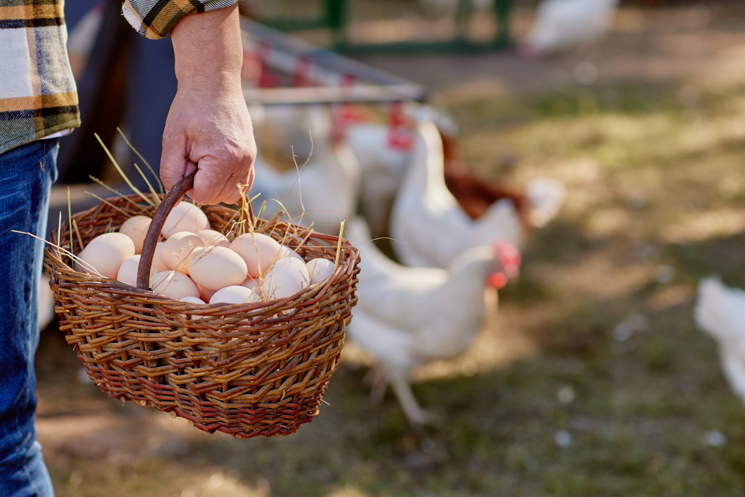 health-alert:-salmonella-outbreak-linked-to-backyard-poultry