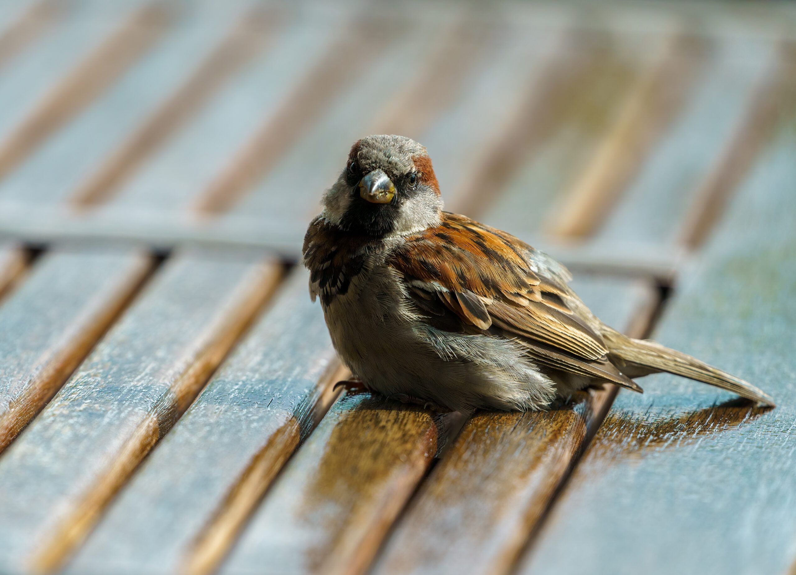 man-wins-$2.4-million-lottery-prize-after-receiving-a-signal-from-a-bird