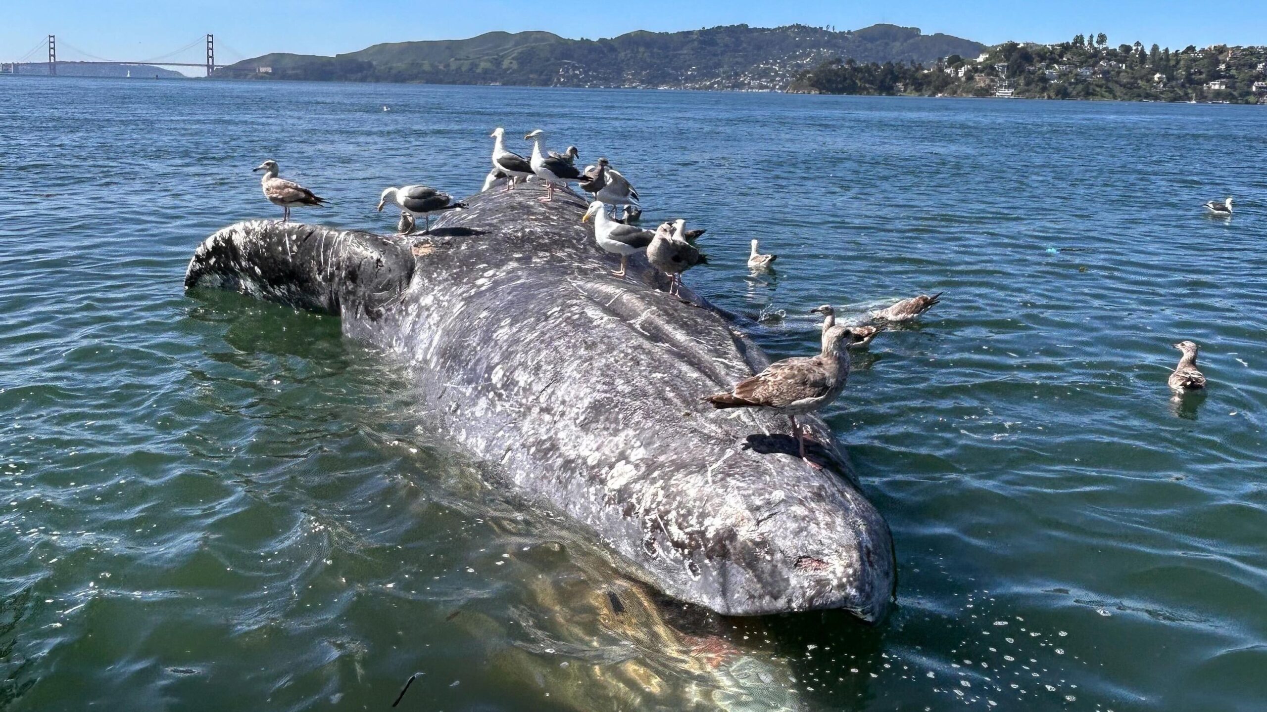 gray-whale-disaster-in-san-francisco:-malnutrition-and-deaths-worry-researchers