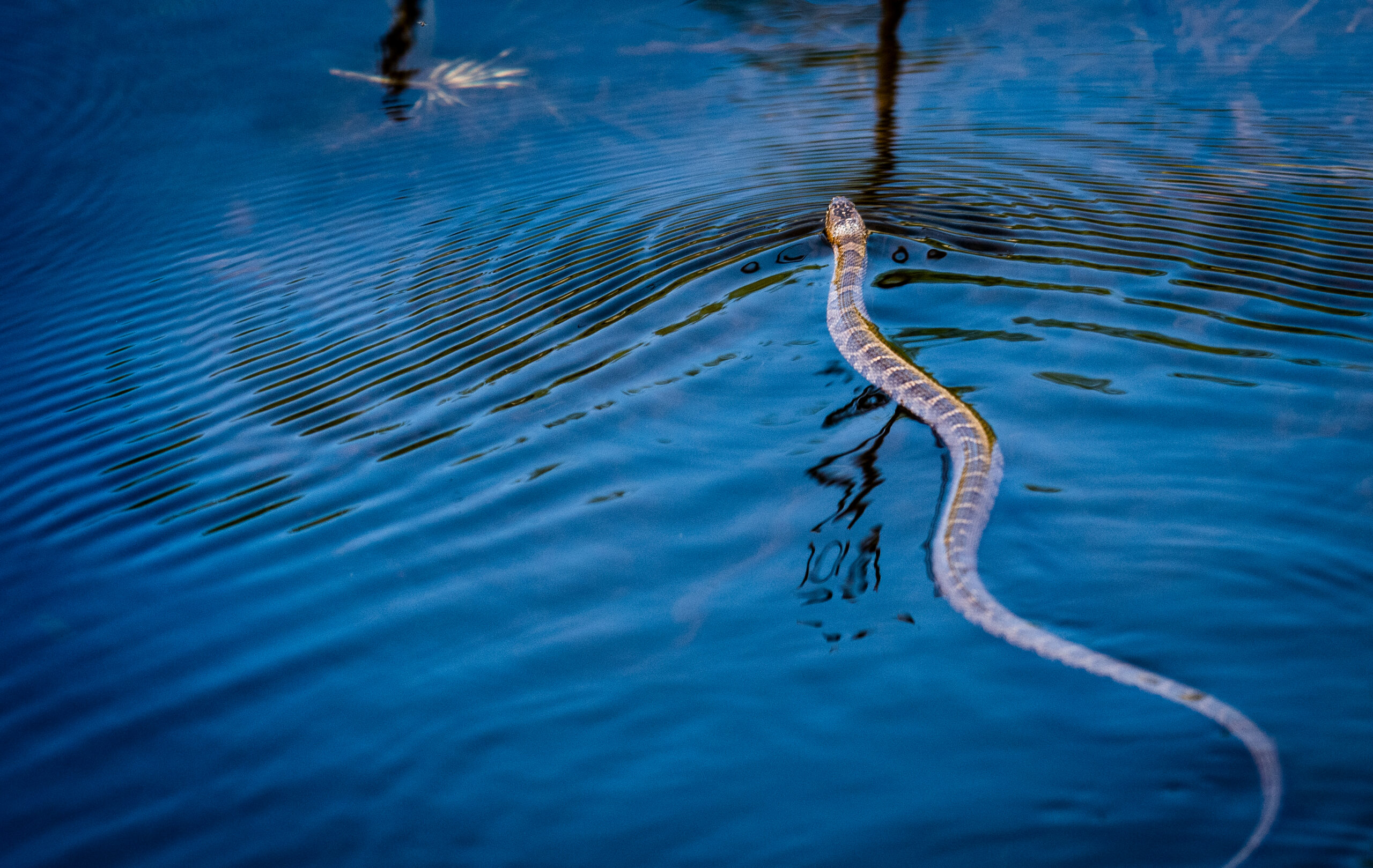 new-york-lakes-among-the-most-“full-of-snakes”-in-the-us